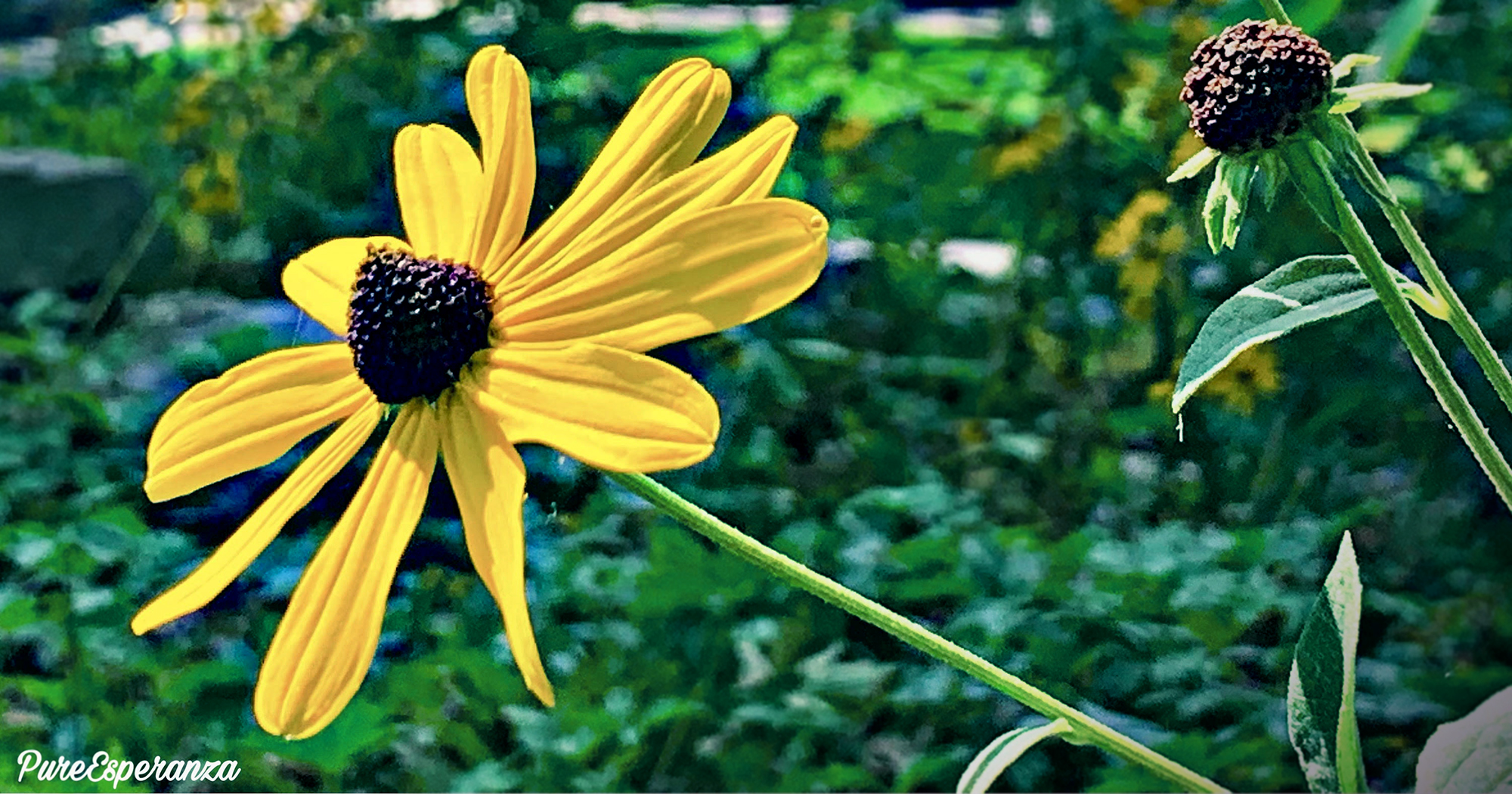 sunflower, sunshine, sun, happiness